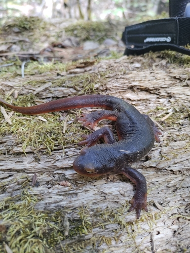 iNaturalist observation photo of Sierra Newt