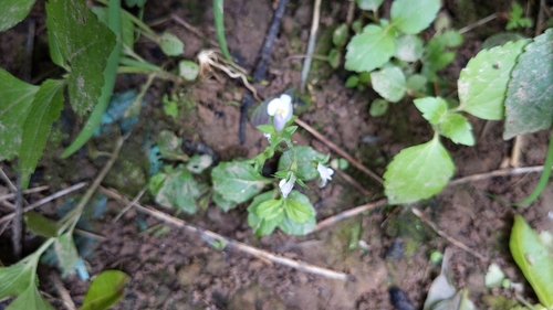 Asian mazus