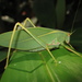 Gum-leaf Katydid - Photo (c) Todd Burrows, all rights reserved