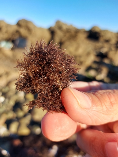 Caulacanthus ustulatus