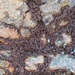Bostrychia intricata - Photo (c) Huia Webby, todos los derechos reservados, subido por Huia Webby