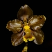 Cyrtochilum diceratum - Photo (c) Anddy España, all rights reserved, uploaded by Anddy España