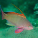 Lyretail Anthias Species Complex - Photo (c) Ian Shaw, all rights reserved, uploaded by Ian Shaw