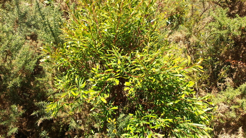 Willow-leaved hakea