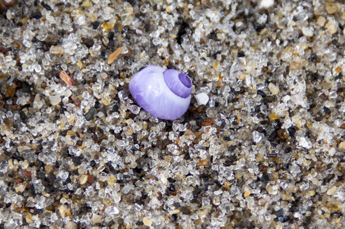 photo of Violet Sea Snail (Janthina janthina)