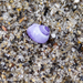 photo of Violet Sea Snail (Janthina janthina)