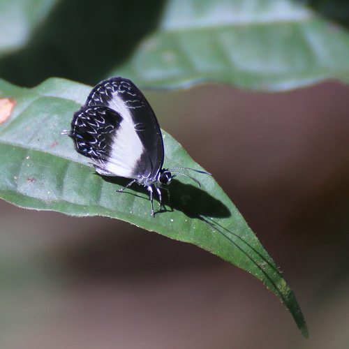 Jamides aruensis
