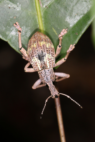 Rhinoscapha