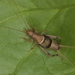 鱗蟋科 - Photo 由 Taewoo Kim 所上傳的 (c) Taewoo Kim，保留所有權利