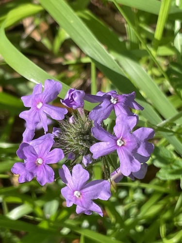 coastal mock vervain (Glandularia maritima)