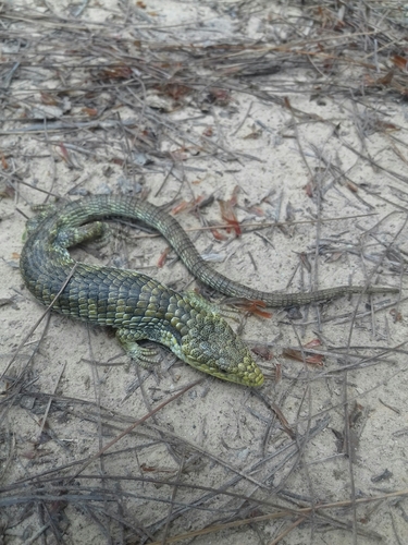 Oaxaca Arboreal Alligator Lizard
