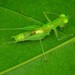 Quiet-calling Katydids - Photo (c) Tiffany Lum, all rights reserved, uploaded by Tiffany Lum