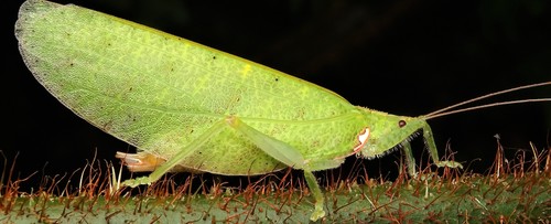 Chondroderella borneensis · iNaturalist