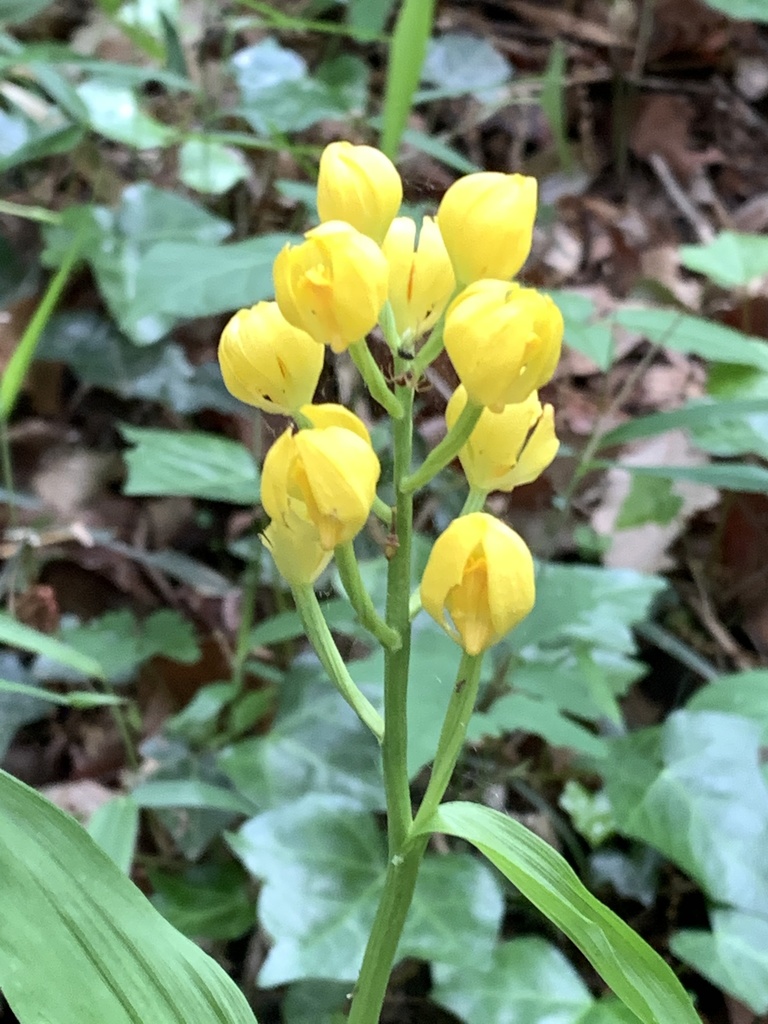 Golden Orchid in May 2021 by jeanvaljean · iNaturalist