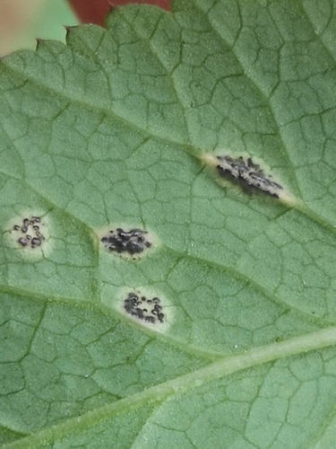 Puccinia aegopodii