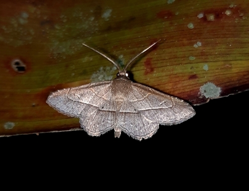 Coenobela