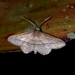 Coenobela paucula - Photo (c) Rainer Deo, όλα τα δικαιώματα διατηρούνται, uploaded by Rainer Deo