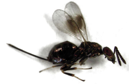 Idiomacromerus terebrator