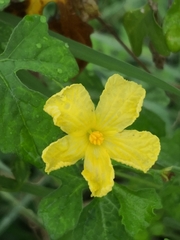 Momordica charantia image