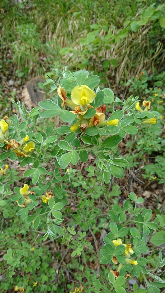 clustered-broom-from-8120-peggau-sterreich-on-may-2-2021-at-03-33-pm
