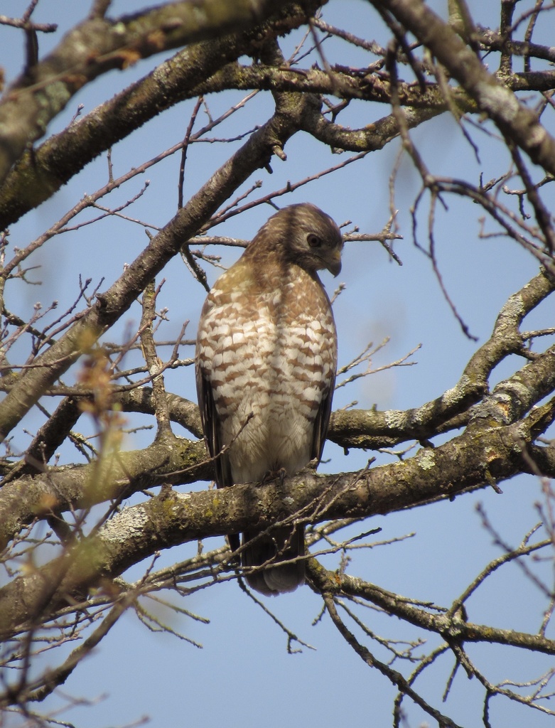 Broadwinged Hawk from Trout Brook Rd, Hudson, WI, US on May 01, 2021