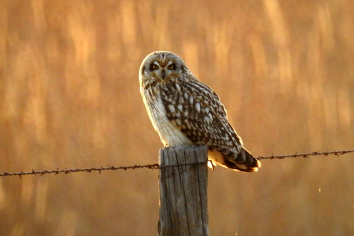 Birds of Prey of North America's Check List · iNaturalist.org