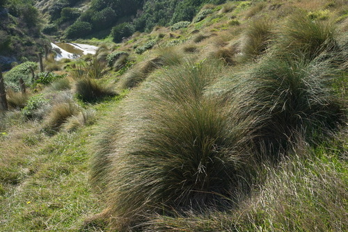 Poa astonii