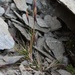 Agrostis muelleriana - Photo (c) chrismorse, todos os direitos reservados