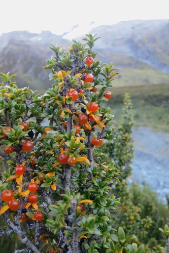 Coprosma pseudocuneata W.R.B.Oliv. ex Garn.-Jones & Elder