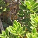 Veronica macrantha macrantha - Photo (c) chrismorse, όλα τα δικαιώματα διατηρούνται