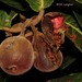Ficus habrophylla - Photo (c) Christian Langner, όλα τα δικαιώματα διατηρούνται, uploaded by Christian Langner