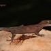 Pelagic Gecko - Photo (c) Christian Langner, all rights reserved, uploaded by Christian Langner