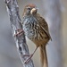 Fernbird - Photo (c) chrismorse, all rights reserved