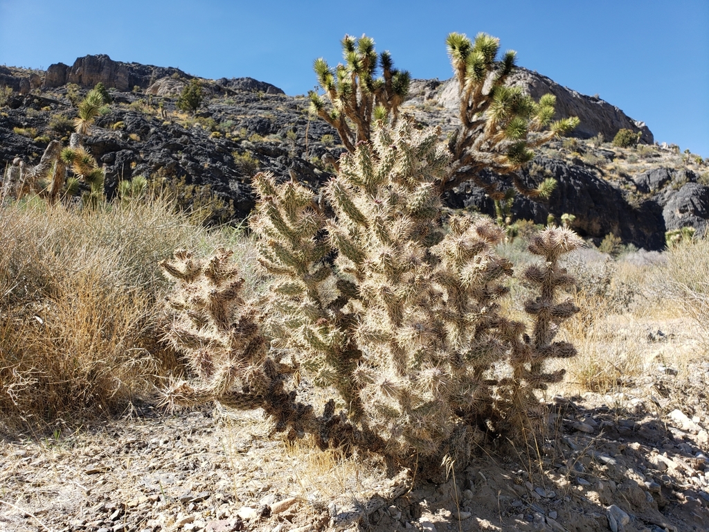 Whipple Cholla from Moapa, NV 89025, USA on April 30, 2021 at 03:41 PM ...