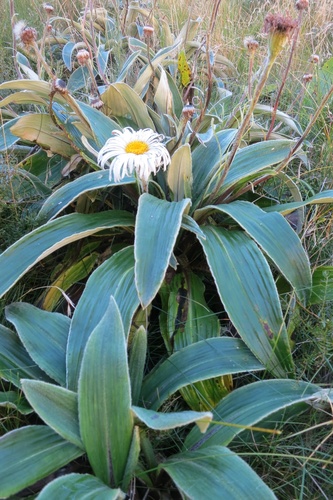 Celmisia verbascifolia Hook.fil.