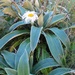 Celmisia verbascifolia - Photo (c) chrismorse, todos los derechos reservados