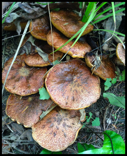 Purple-veiled Slippery Jack