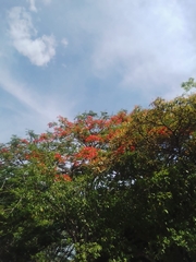 Delonix regia image