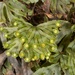 Hymenophyllum lyallii - Photo (c) chrismorse, all rights reserved