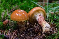 Suillus grevillei image