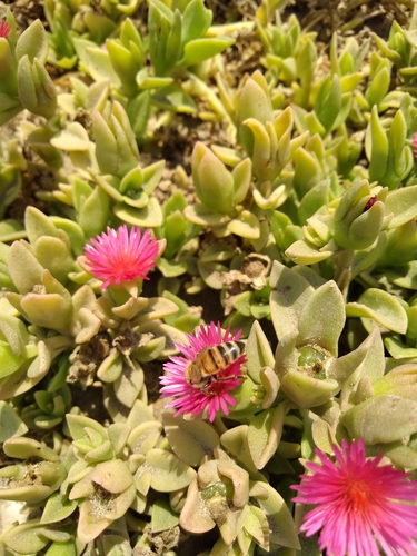 photo of Western Honey Bee (Apis mellifera)