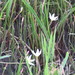 Zephyranthes stellaris - Photo (c) julianformosa, todos los derechos reservados