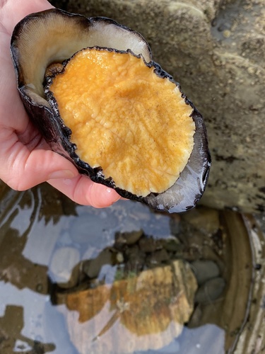 Giant Keyhole Limpet