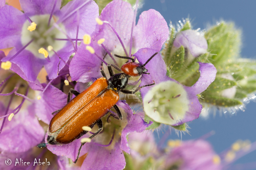 Eupompha schwarzi Wellman, 1909