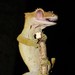 New Caledonian Crested Giant Geckos - Photo (c) Christian Langner, all rights reserved, uploaded by Christian Langner