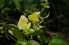 Image of Swartzia costaricensis