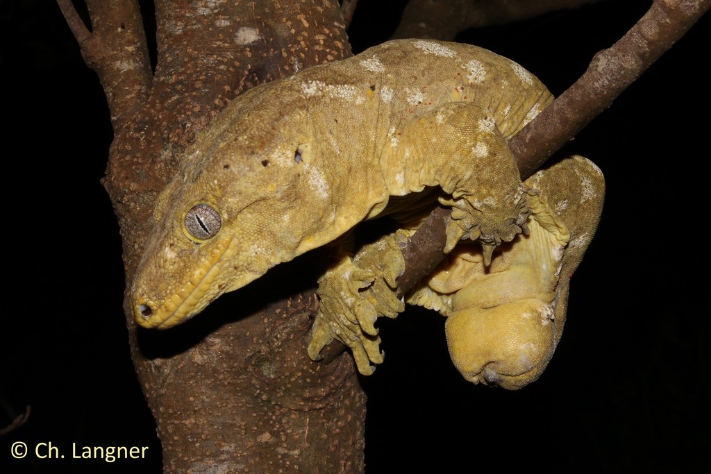 Leachie gecko