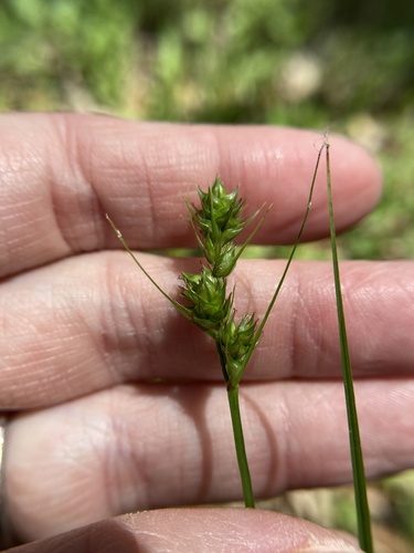 Texas Meadow sedge (Carex perdentata)