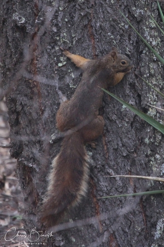 Mexican Fox Squirrel