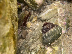 Tegula aureotincta image